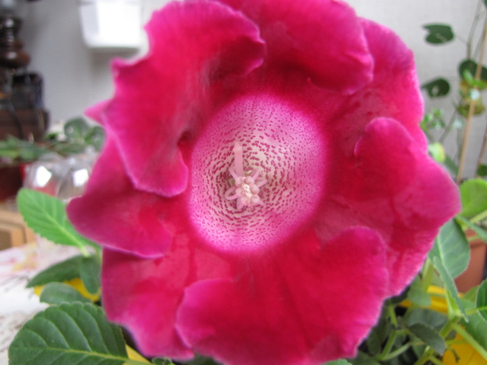 Gloxinia (din seminte) 24 oct 2009 (2) - gloxinia