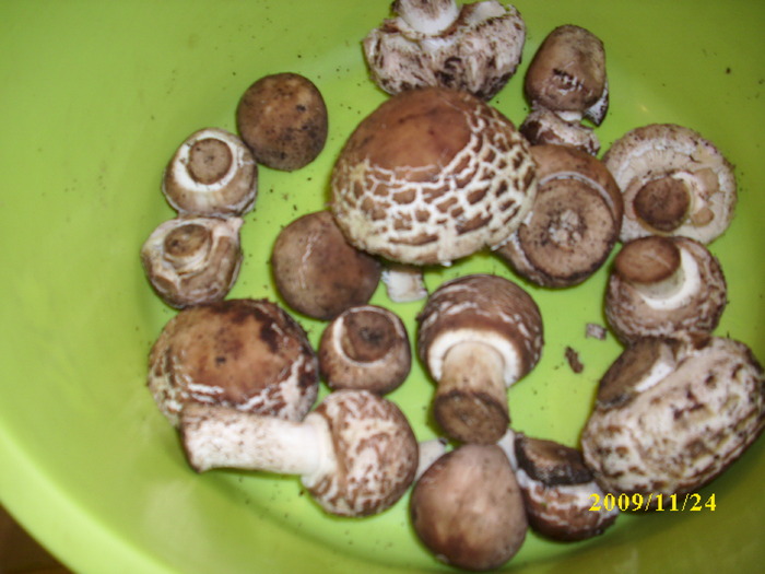 DSCI2767 - bureti si ciuperci
