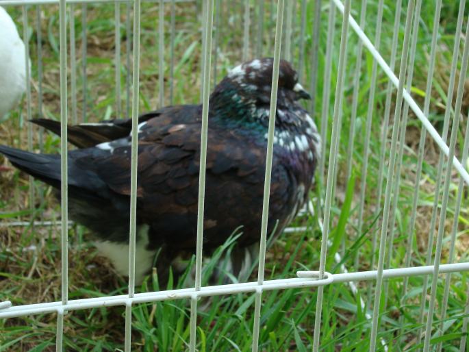 DSC00690 - 18-05-2008
