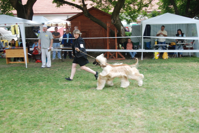 DSC_0198 - Concurs international de frumustete canina 2009 TgMures