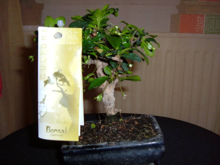 bonsai carmona