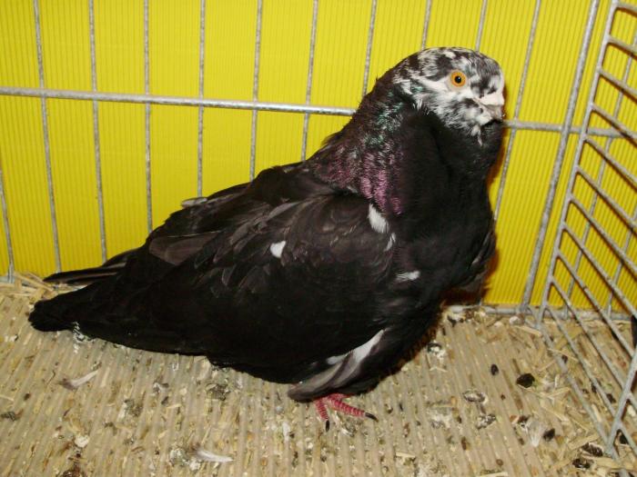 12650 chowl rieselkopf 1 - 1505 partea 6