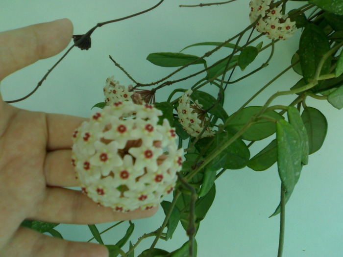Inflorescenta Hoya carnosa; planta nu este a mea,dar era atat de frumoasa incat merita fotografiata
