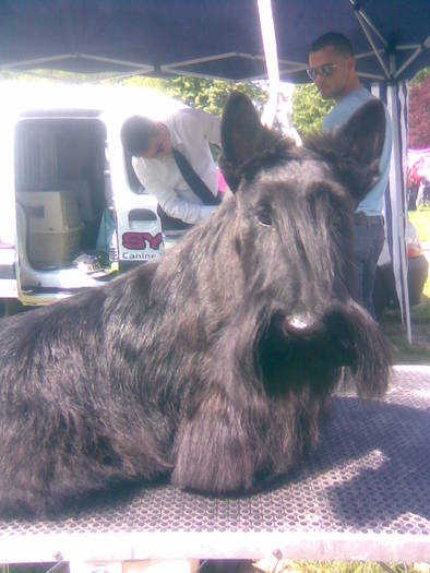 terrier scotian - 7 Expo Canisa 2009