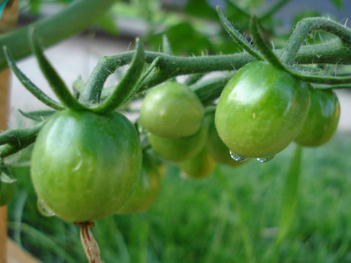 Tomato Sweet Million (2009, June 14)