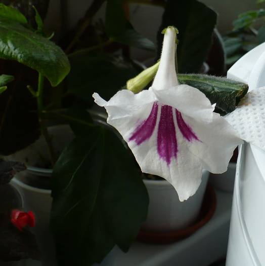 P1120484 - STREPTOCARPUSI