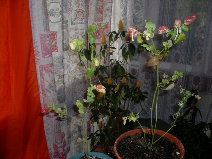 Flori - 2008 
