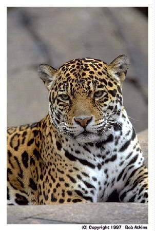 leopard5