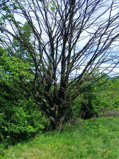 DSCF0552
