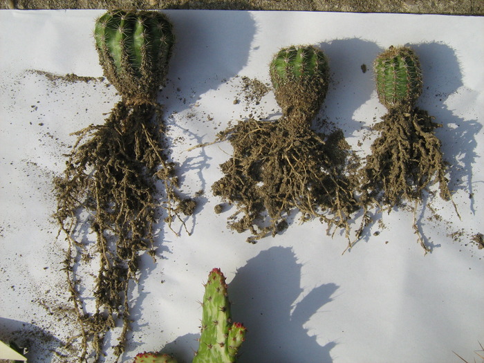IMG_1411 - Cactusi la mosie 1 octombrie 2009