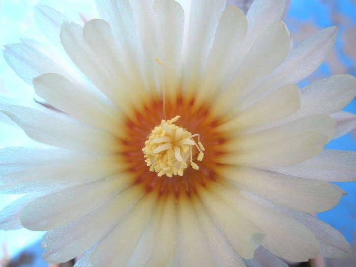 Astrophytum asterias - floare - Astrophytum