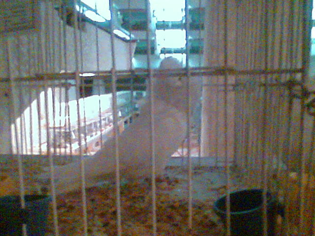 Imag060 - EXPO SATU MARE 2009