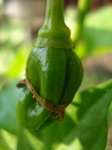 Habanero Pepper (2009, September 25) - Habanero