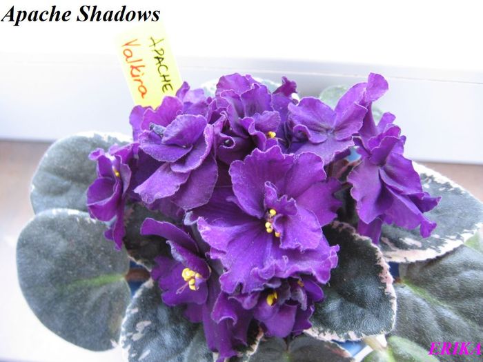 Apache Shadows 2009 jun 18 - Violete de colectie