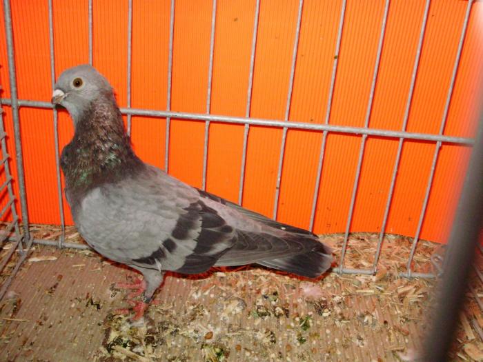 01380 fig 1 - 1505 partea 6