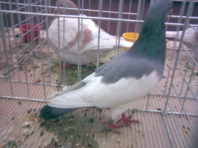 cotofana g 1 - 1502 partea 2