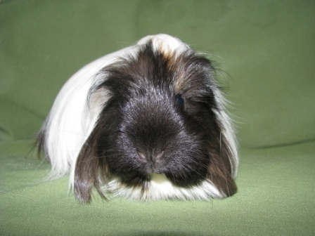 ADOPTATA; femela sheltie
