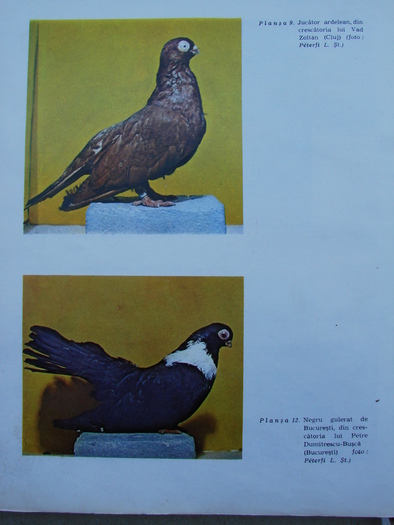 cresterea porumbeilor-peterfi 278 - Carti despre Porumbei - - Books about Pigeons