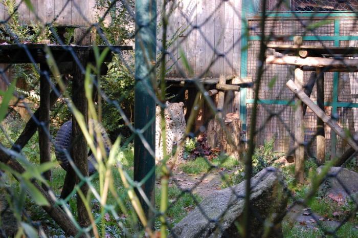 DSC_0071 - zoo amneville