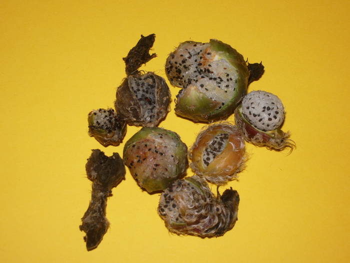 Fructe Lobivia - Fructe de cactusi si suculente