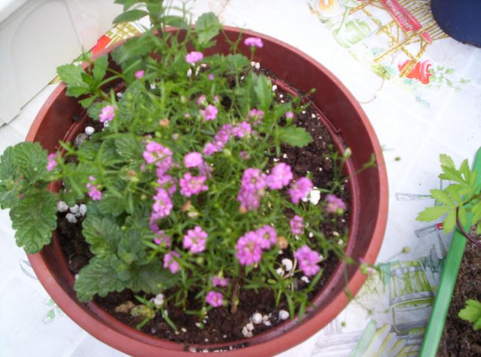 102_2767 Gypsophila rosea