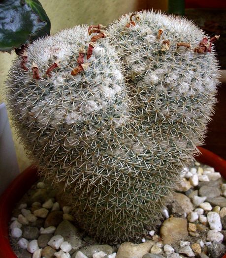 Mammillaria parkinsonii