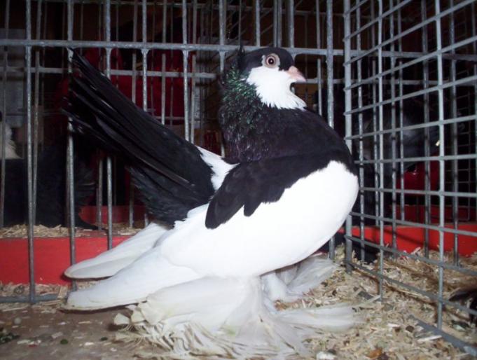  jucator de Volga negru baltat - rase de porumbei de care as dori sa achizitionez