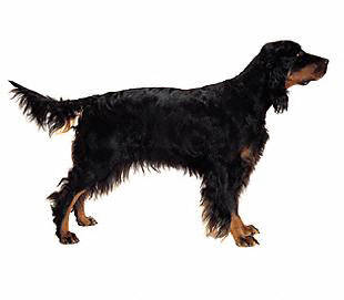 gordon_setter - Sporting