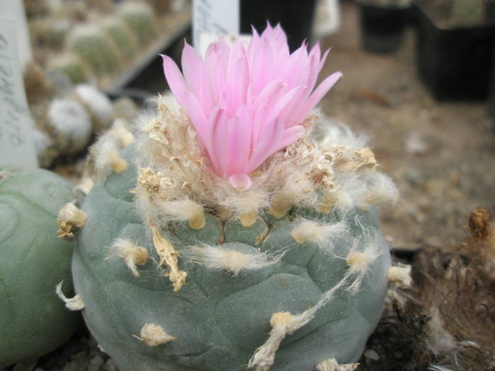 P6010137 - plantele lui George Nitu