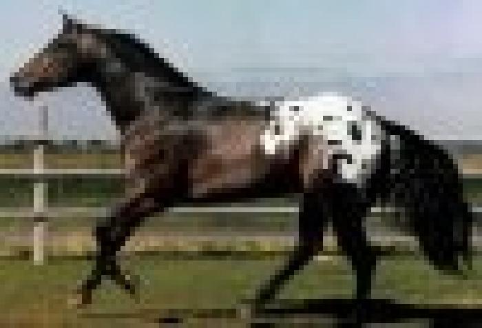 t_appaloosa