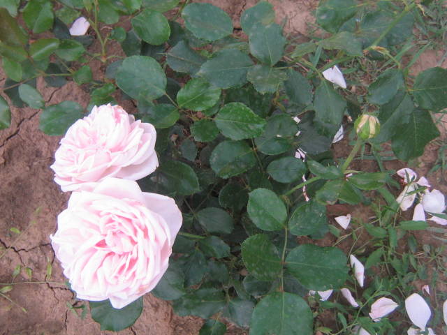 flori 199 - trandafiri
