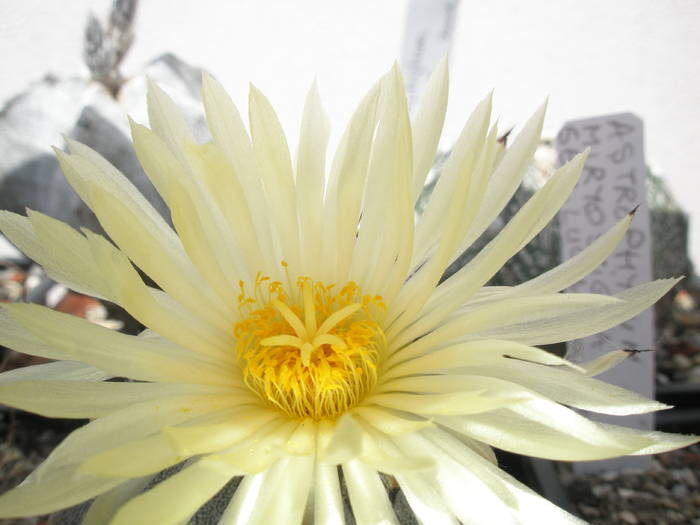 Astrophytum myriostigma - floare 25.06 - Astrophytum