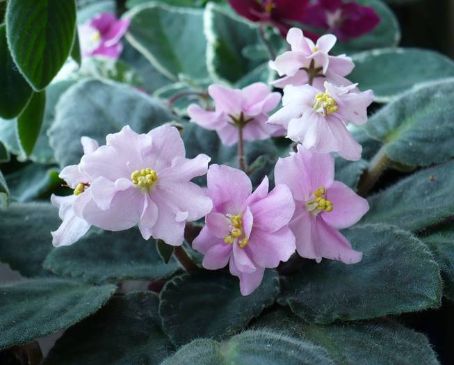 P1130762 - Saintpaulia - violete de camera