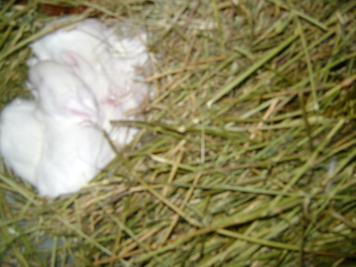 Picture 183 - iepurii alb urias