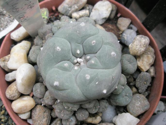 Lophophora williamsii v. caespitosa - CACTUSI - ANUL 2008