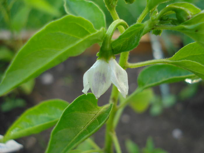 Serrano Tampiqueno (2009, June 07) - Serrano Tampiqueno Pepper