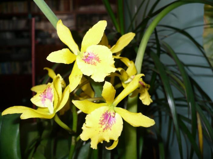 P1060165 - Orhidee