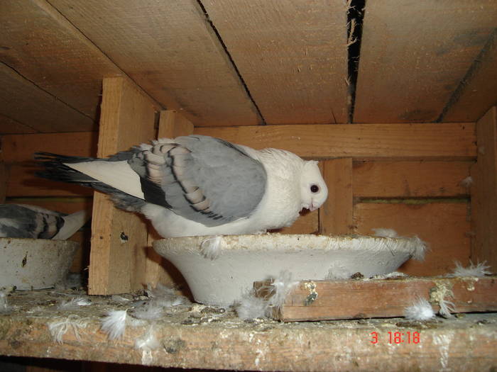 60 - C Porumbei Blueti si Satineti Vechi