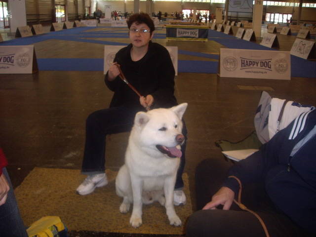 Akita - Expoziti Canine