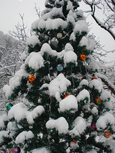 DSC06525 - 2010 REVELION SIBIU