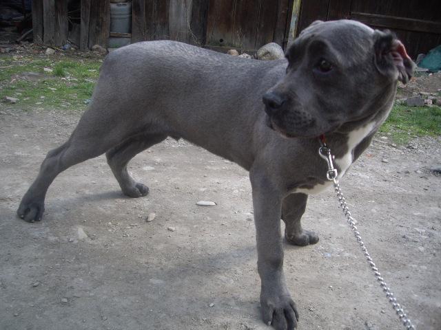 Cane-Corso - animale aduse pe comanda