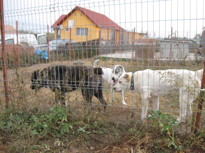 poze 11.10.2009 Jucu 014