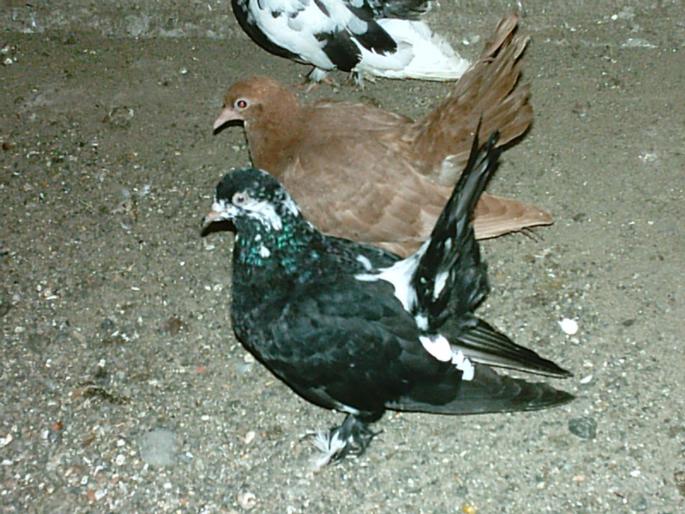 IMAG0058 - O zi de vara pt porumbei-     --a day of summer for pigeons