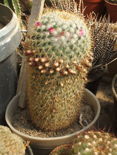 Mammilaria yucatanensis