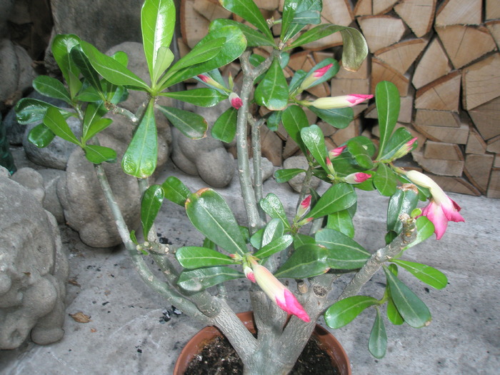 Adenium inflorit - Adenium 2009