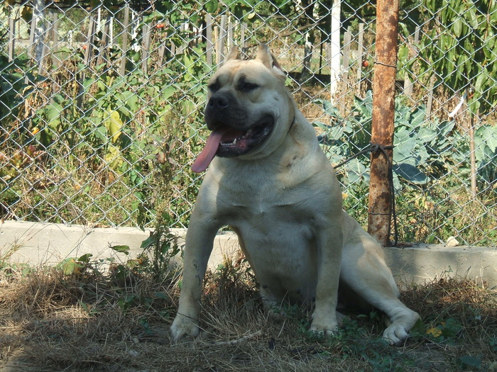 DSCF1768 - snoopyfightdogo  canario