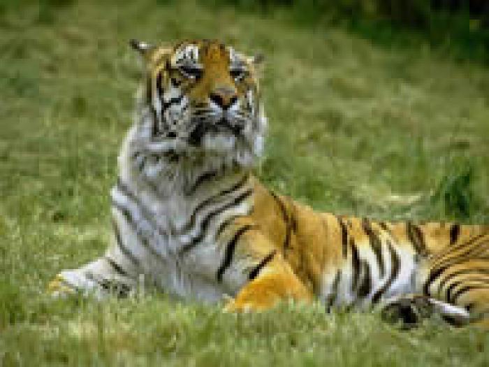 447 - tigri