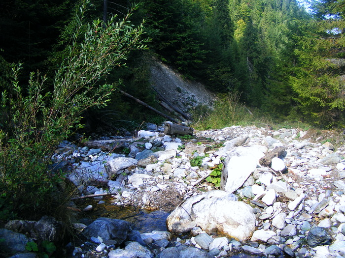 DSCF6321 - muntii Rodnei