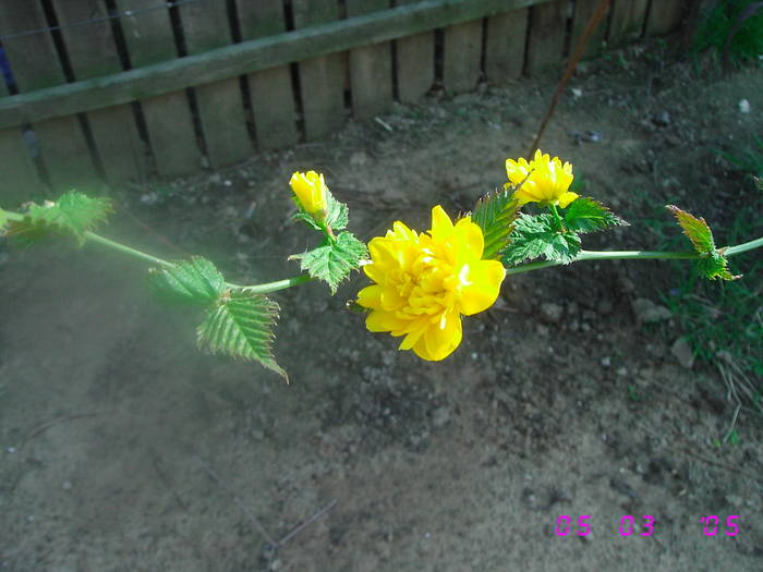 Bulgaras galben - Flori de Primavara