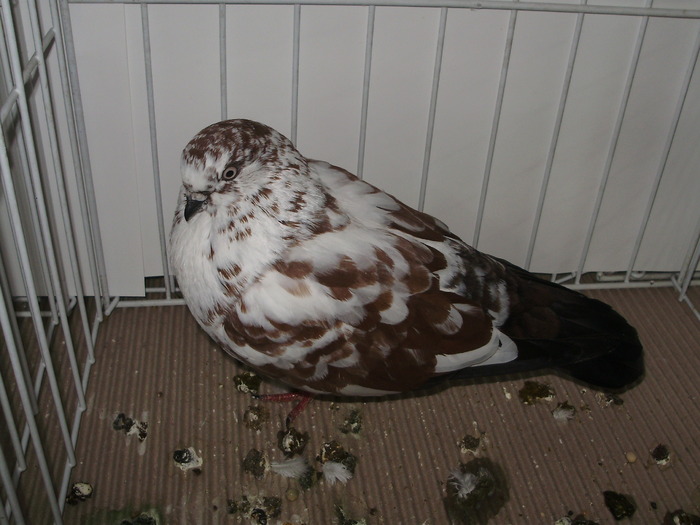 tippler eng 7 - 1509 str 3